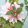 rajshree.shrestha5