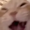 shidowwo