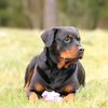 rottweilerkara7687
