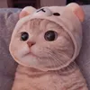 cat_ooo2023
