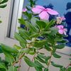 mdantor9490