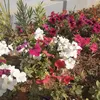 habeeb112233445
