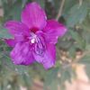 mesan70351