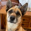 bellathedog325