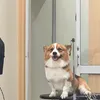 po_qu_po.corgi