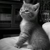 quen_zx1