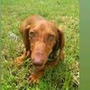 un.mundo.de.dachsh