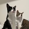 twocatsliving