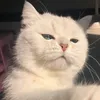 luckycat885