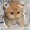csy_n