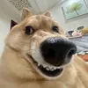 traidepmatnao_o