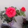 md.labib974