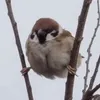 marronkuri