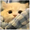 veranguyen7