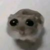 nooty743