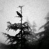 wueveib_38