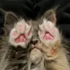 cizzibcat
