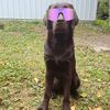 coldigrapejelly
