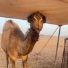 سيف العطاوي | salf