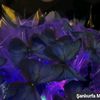 so_so_012