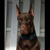 rdoberman_