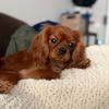 always_alfie_rescued