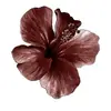 scarlett_1982009