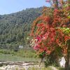 azou.chebab