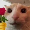 MFA_Gi4Kh4ngggggg