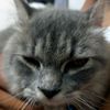 catthemicha
