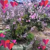 nguyn.vn.hng940