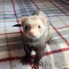 .ferret_wobbles