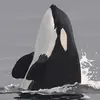 a36orca