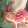 georgemichaeltheaxolotl