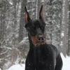 vl_doberman