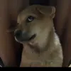 vu.hoi.gk