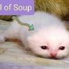 soupcat25