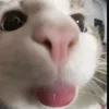 mupuqw