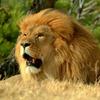 lion_king_7567