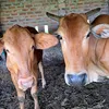 _hathu22