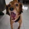 rotemppr
