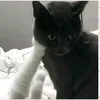 mewingskibidijaydee