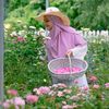 Nurseri Zety Roses