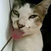 choififaihong_0