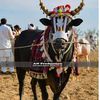 jalsa_karah_chakwal