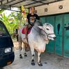 bajingan_kecil2