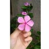 shanzy01213