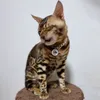 tigertheprade