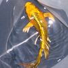 hai_goldfish