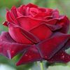 md.sabbir.ahmed6599